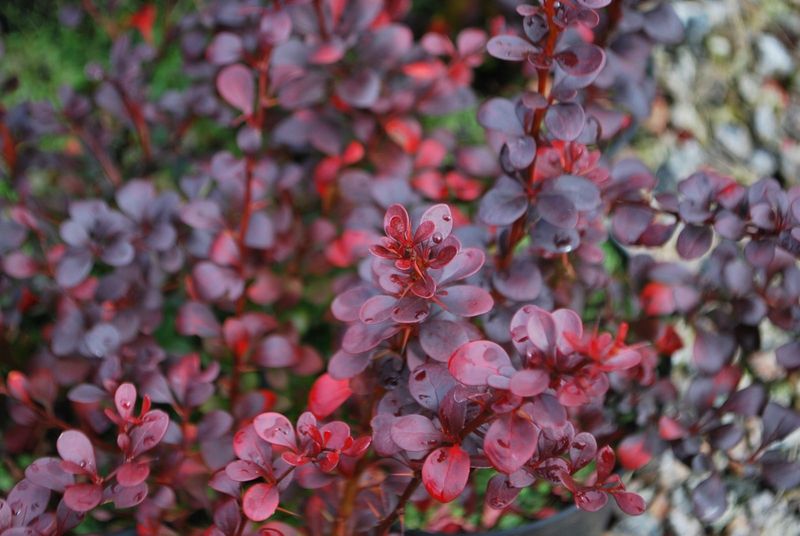 P9 Berberys dart's red lady zdjęcie 1