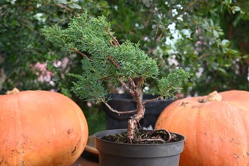 Jałowiec chiński  Shimpaku - Juniperus chinensis 0048 na Arena.pl