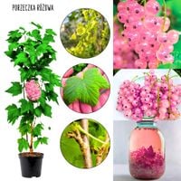 Różowa Porzeczka idealna na nalewki KRZEW 40-60 cm