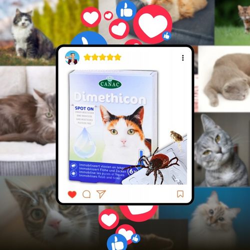 PREPARAT NA PCHŁY I KLESZCZE DLA KOTA NA PÓŁ ROKU KROPLE 6 SZT DIMETHICON na Arena.pl