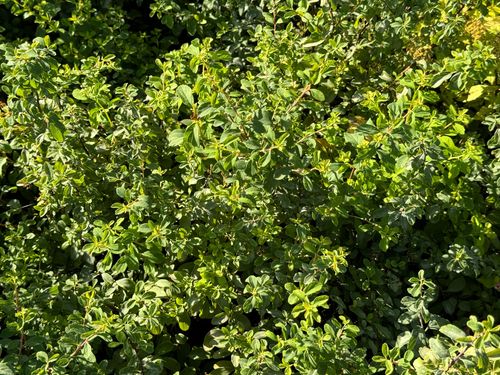 Tawuła nippońska 'Halward's Silver' (Spiraea nipponica') Doniczka 2.0L na Arena.pl