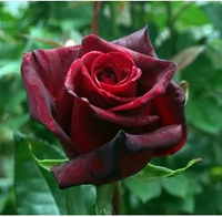 RÓŻA wielkokwiatowa bordowa - sadzonki 20 / 30 cm