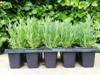 Lawenda Munstead Blue Strain 10-pak Sadzonki zestaw