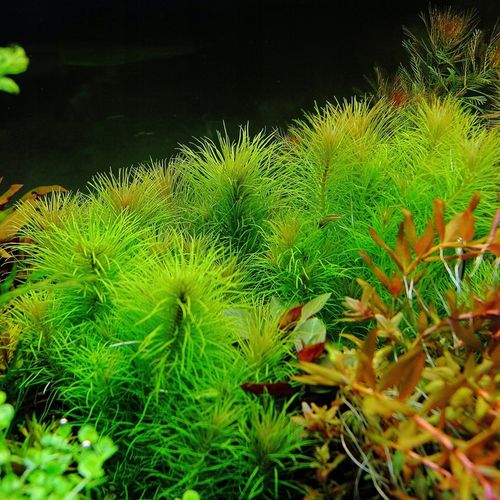 Rośliny do akwarium Pogostemon Erectus Piękny na Arena.pl