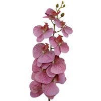 Storczyk pojedynczy gumowany brudny róż