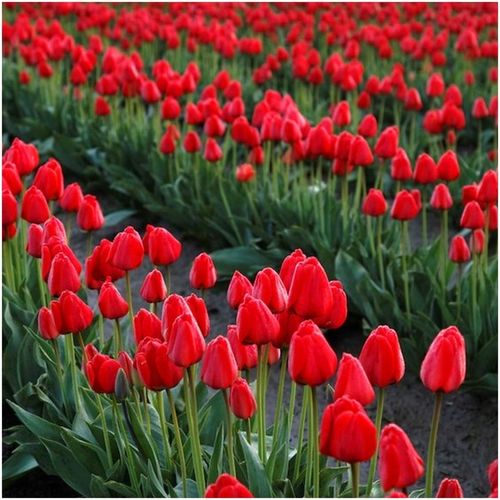 TULIPAN CZERWONY cebulki 50 szt. + GRATIS na Arena.pl