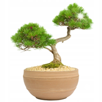 DONICZKA PŁASKA OKRĄGŁA 30cm terakota naturalna na bonsai palmy glina