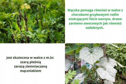 Mączka bazaltowa naturalny nawóz do roślin warzyw 19,5 kg na Arena.pl