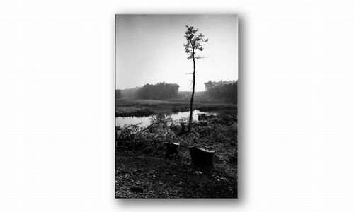 OBRAZ NA PŁÓTNIE 093 Sosna 30x40cm na Arena.pl