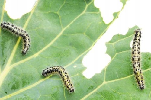 Deltam Ogród 100ml dawniej Decis owadobójczy na Arena.pl