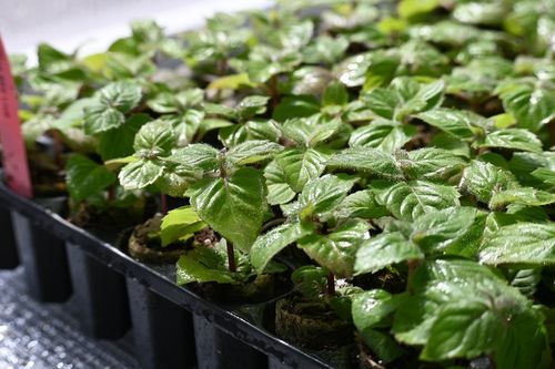 Pysznogłówka ogrodowa  Bee-Lieve - Monarda hybrida na Arena.pl