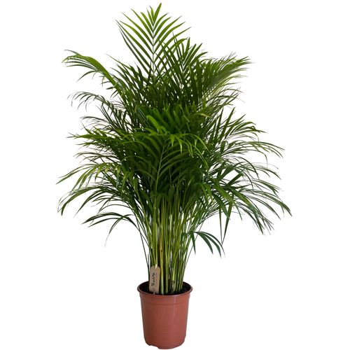 Palma AREKA (ARECA) 120cm na Arena.pl