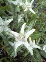 Szarotka alpejska Blossom of Snow na skalniak i suche bukiety