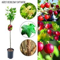 Agrest bezkolcowy NA PNIU Captivator czerwony 80-120 cm
