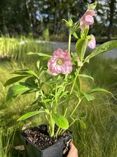 CIEMIERNIK HELLEBORUS DOUBLE ELLEN PICOTEE sadzonka 2 letnia doniczka na Arena.pl