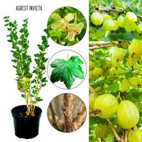Agrest Invicta zielony odporny na mączniaka KRZEW 40–80 cm