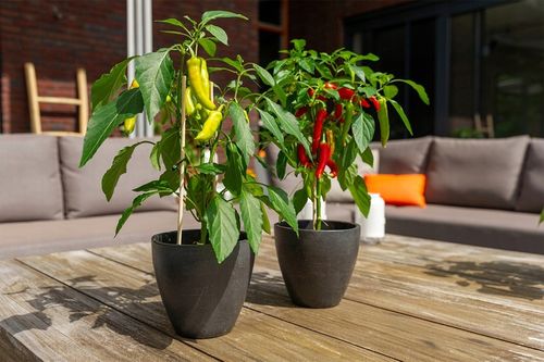 ZESTAW DO UPRAWY PAPRYKA CHILI DE CAYENNE PAPRYKA OSTRA NASIONA 5 SZT na Arena.pl