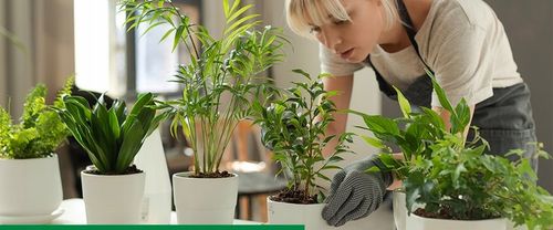 Sanium Pin Owadobójcze Pałeczki + Nawóz 40sztuk miseczniki mączliki na Arena.pl