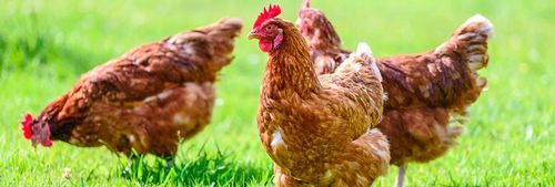 Diatomit, ziemia okrzemkowa prażona - sucha i wydajna, na owady, pył na Arena.pl