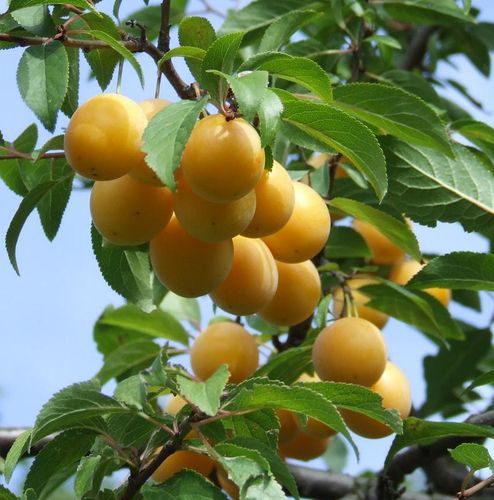 ŚLIWA MIRABELKA Prunus domestica subsp.syriaca - NASIONA 200 sztuk - 100gNW na Arena.pl