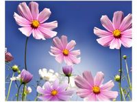 40X50CM KWIECISTA ŁĄKA OBRAZ