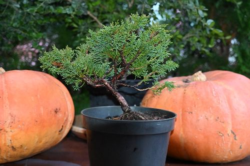 Jałowiec chiński Shimpaku - Juniperus chinensis 0045 na Arena.pl
