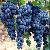 WINOGRON szczepiony ciemno filetowy - sadzonki 60 / 80 cm