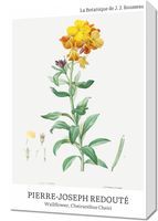 Obraz 40x60cm Design Chearinthus Cheiri, Redoute Vintage do Salonu