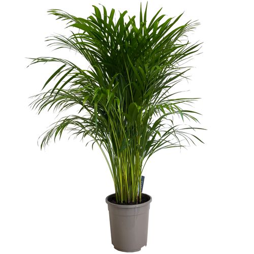 PALMA AREKA (ARECA) 120 cm na Arena.pl
