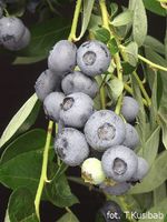 Borówka Amerykańska DUKE - 4 letnia