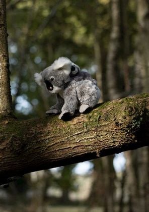 Koala z dzieckiem na Arena.pl