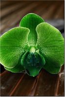 80CM 120 OBRAZ LIMONKOWY STORCZYK ŚCIENNY