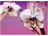 50X70CM KWIATY OBRAZ POKOJU DREWNINE