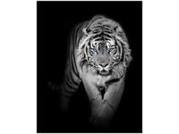 OBRAZ DRUK TIGER IN THE DARK