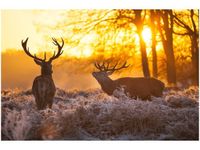 product-compare-58693853