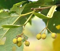 LIPA SREBRZYSTA Tilia tomentosa - NASIONA 90 sztuk - 10g.