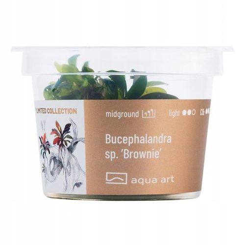 Bucephalandra sp. ’Brownie’ ROŚLINA IN VITRO 5cm na Arena.pl