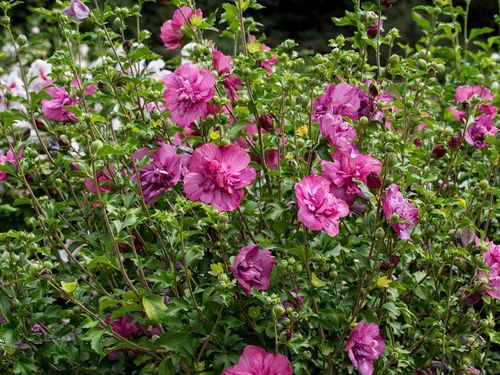 Ketmia syryjska Magenta Chiffon ® P9 E na Arena.pl