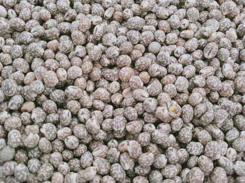 Łubin wąskolistny 25kg GORZKI na Arena.pl