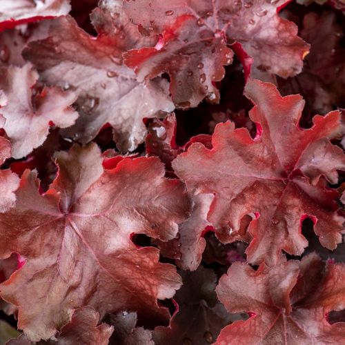 Żurawka REX™ FIRE na Arena.pl