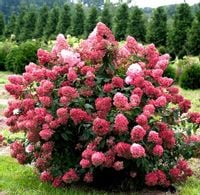 Hortensja Bukietowa DIAMANT ROUGE 20-40cm Czerwony Diament