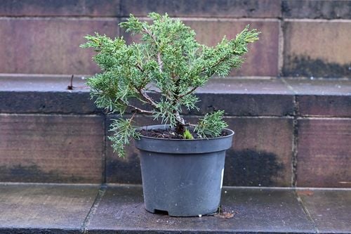 Jałowiec chiński Shimpaku - Juniperus chinensis 0059 na Arena.pl