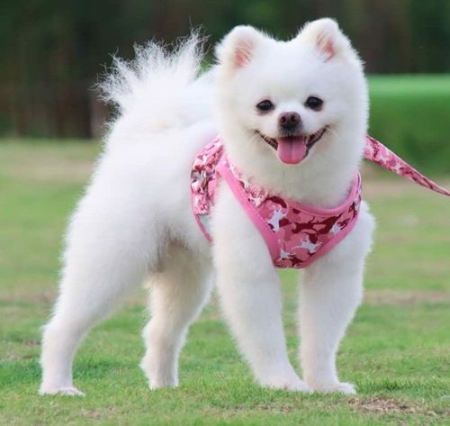 Szelki Dla Małych I Średnich Psów Rozmiar M na Arena.pl