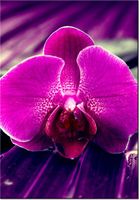 100 70CM OBRAZ PŁÓTNO FIOLETOWE SPOJRZENIE PŁÓTNO RAMA