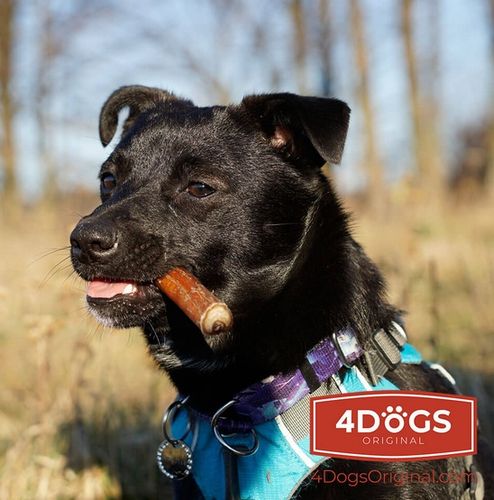 4DOGS Gryzak z penisa wołowego L na Arena.pl