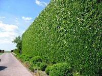 WINOBLUSZCZ PIĘCIOKLAPOWY SADZONKA ODPORNA NA MRÓZ