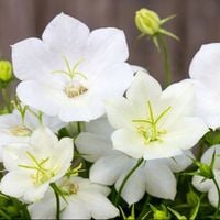 Dzwonek Karpacki Śnieżno-Biały WHITE CLIPS Obficie i długo kwitnie Sadzonki