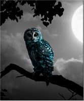 60CM 50CM OBRAZ ŚCIENNY BŁĘKITNA SOWA DRUK PŁÓTNO