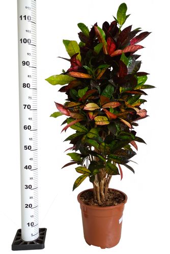 KROTON ICETON 110 cm na Arena.pl