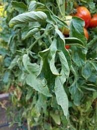 sum39 help plant miedź (cu) 20ml na Arena.pl